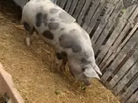 Locha, Świnie — zdjęcie 4
