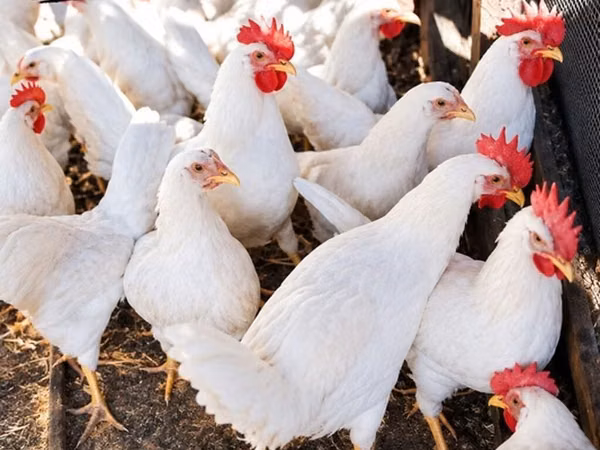 ليغهورن