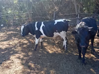 Bull, Cattle — photo 2
