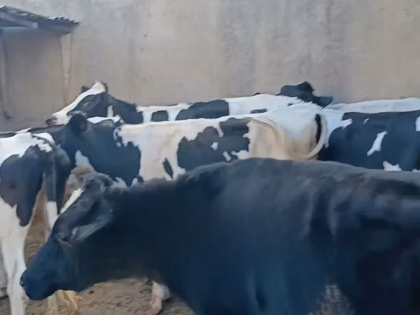 गाय, गोलस्टीन नस्ल