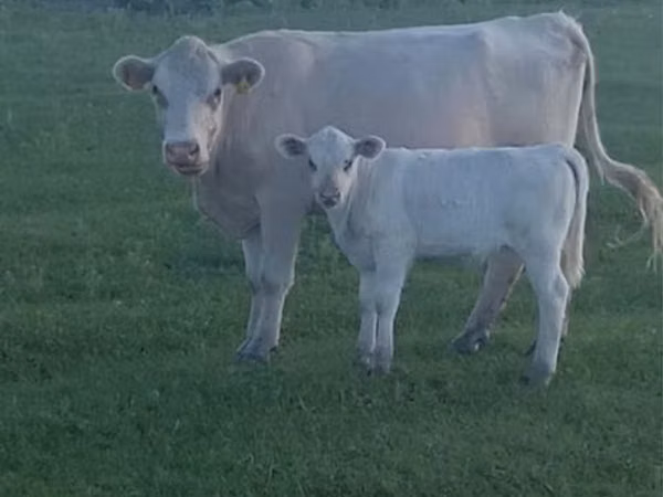 Cow, Cattle — Kazakhstan