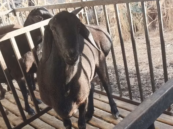 Ram, Aland sheep — Uzbekistan