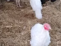 Turkeys — फ़ोटो 3