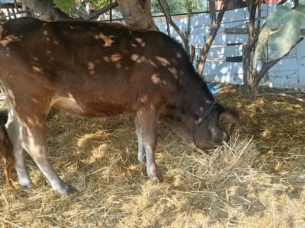 Buqa, Qoramol