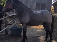 Horse (M), Horses — photo 2