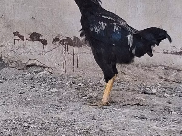 Chickens — Azerbaidjan