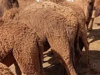 Cămile (lot, sex nespecificat), Kazakh Bactrian camel — foto 4