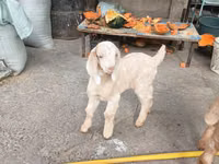 Capre (lotto, sesso non specificato), Beetal goats — foto 6