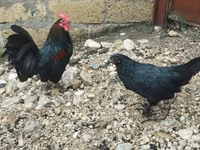 Chickens — photo 1