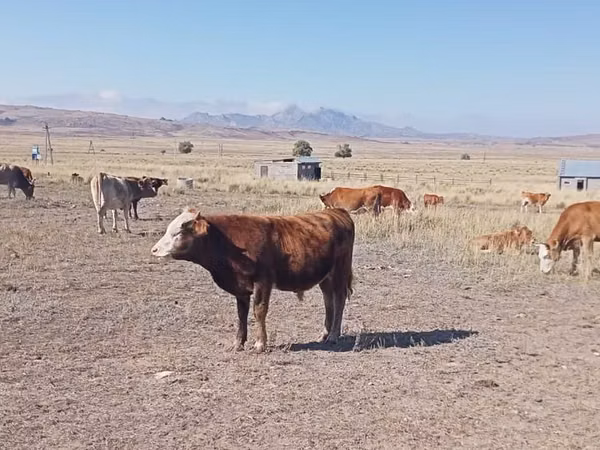 Bull, Kalmyk breed