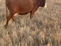 Sapi, Hereford — foto 3