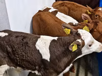 公牛, Simmental cattle — 照片 2