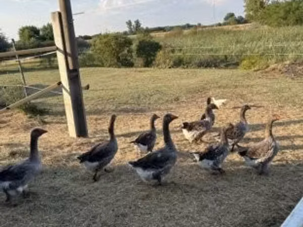 Geese — Унгар