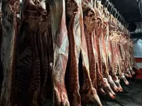 ላም, Cattle — ፎቶ 1