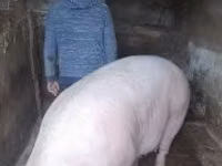 แม่สุกร, หมู — รูปภาพ 4