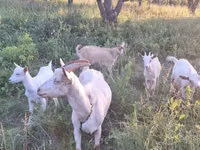 Capra, Capre — foto 4