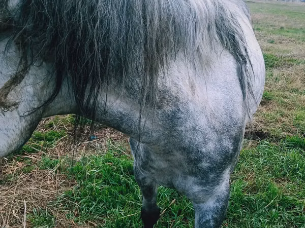 Mare, Horses — Kazakhstan
