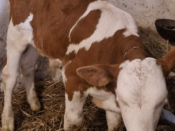 Bull, Simmental cattle — Poland