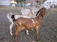 Goat, Nubian Goat — photo 4