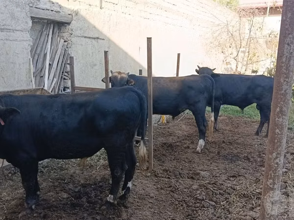 Cow, Cattle — Uzbekistan