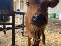 Vacă, Bovine — foto 5