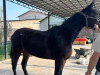 Бие, French Trotter — 4-сурет