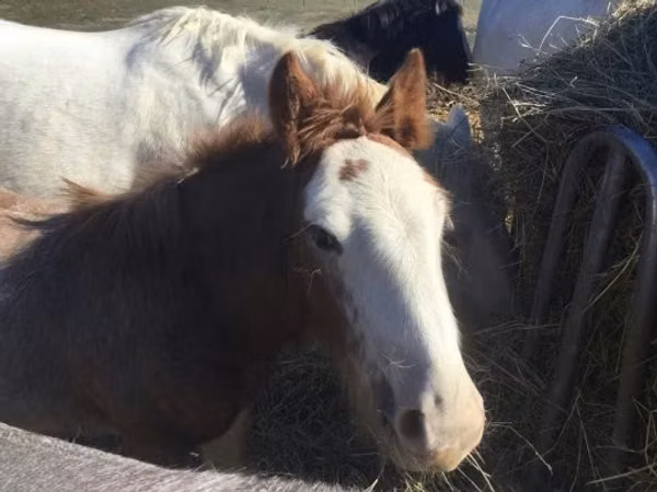 Horse (M), Gypsy horse