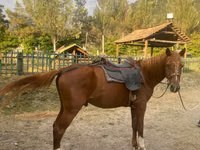 घोड़ा, Karabakh horse — फ़ोटो 2