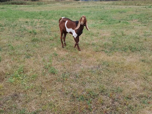بز نر, Nubian Goat — مولداوی