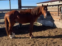 Hing, Kazakh horse — 4. fotó