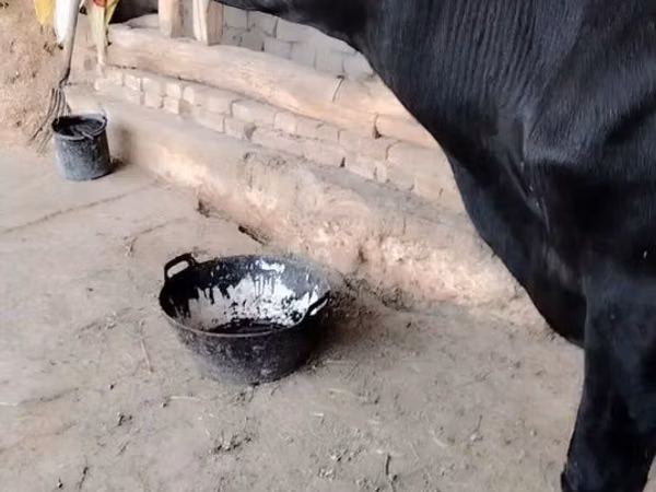 Vache, Bovins — Ouzbékistan