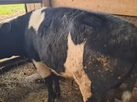 Bull, Alatau breed — photo 4
