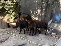 كبش, Aland sheep — الصورة 3