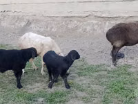 Sheep, Sheep — photo 1