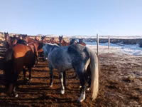 Kuda betina, Horses — foto 1