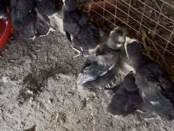 Chickens — কিরগিজিস্তান