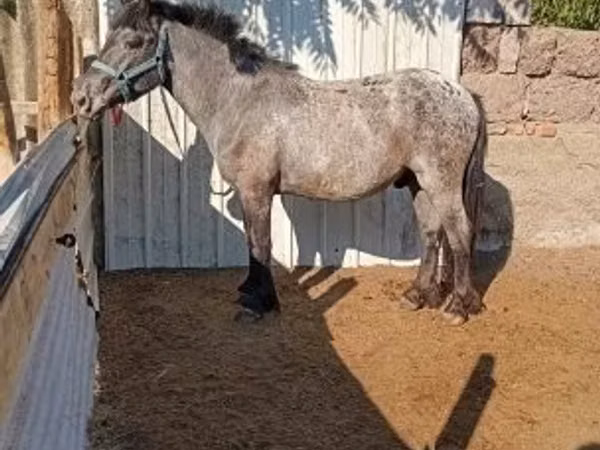Horse (M), Appaloosa