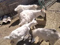 Cabra, Russian White goat — foto 5