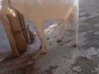 Kambing jantan, Saanen goat — foto 3