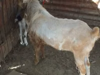 Jarac, Nubian Goat — fotografija 1