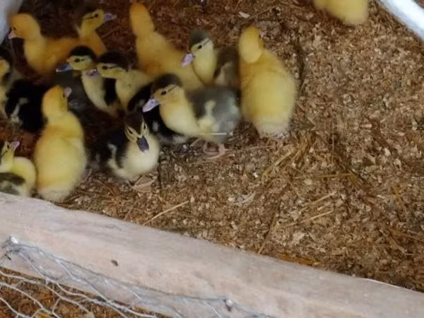 Ducks — Hungary