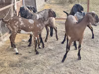 Kambing betina, Nubian Goat — foto 3