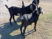 Caprone, Nubian Goat — foto 1