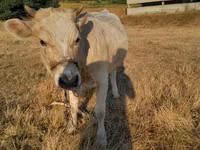 Vache, Bovins — photo 4