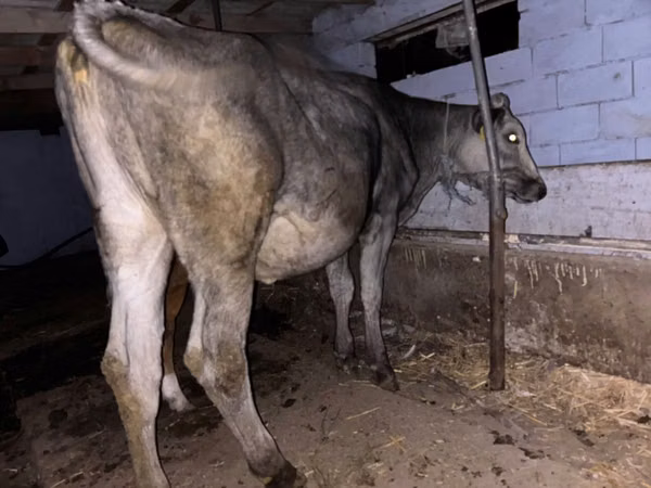 Cow, Cattle — Moldova