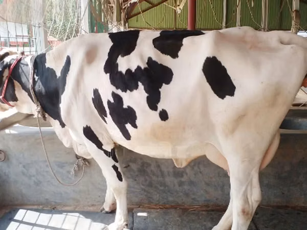 Cow, Holstein breed — Bangladesh