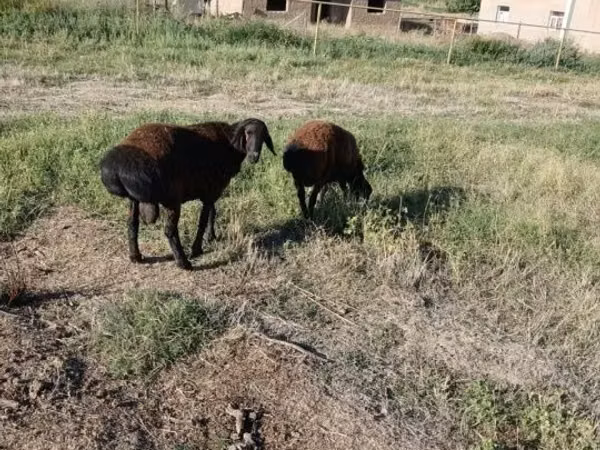 Ram, Sheep — Kazakhstan