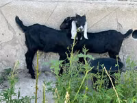 Billy Goat, Nubian Goat — photo 3
