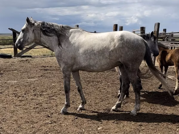 Kanca, Orlov Trotter