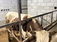 Tyre, Swiss cattle — foto 3
